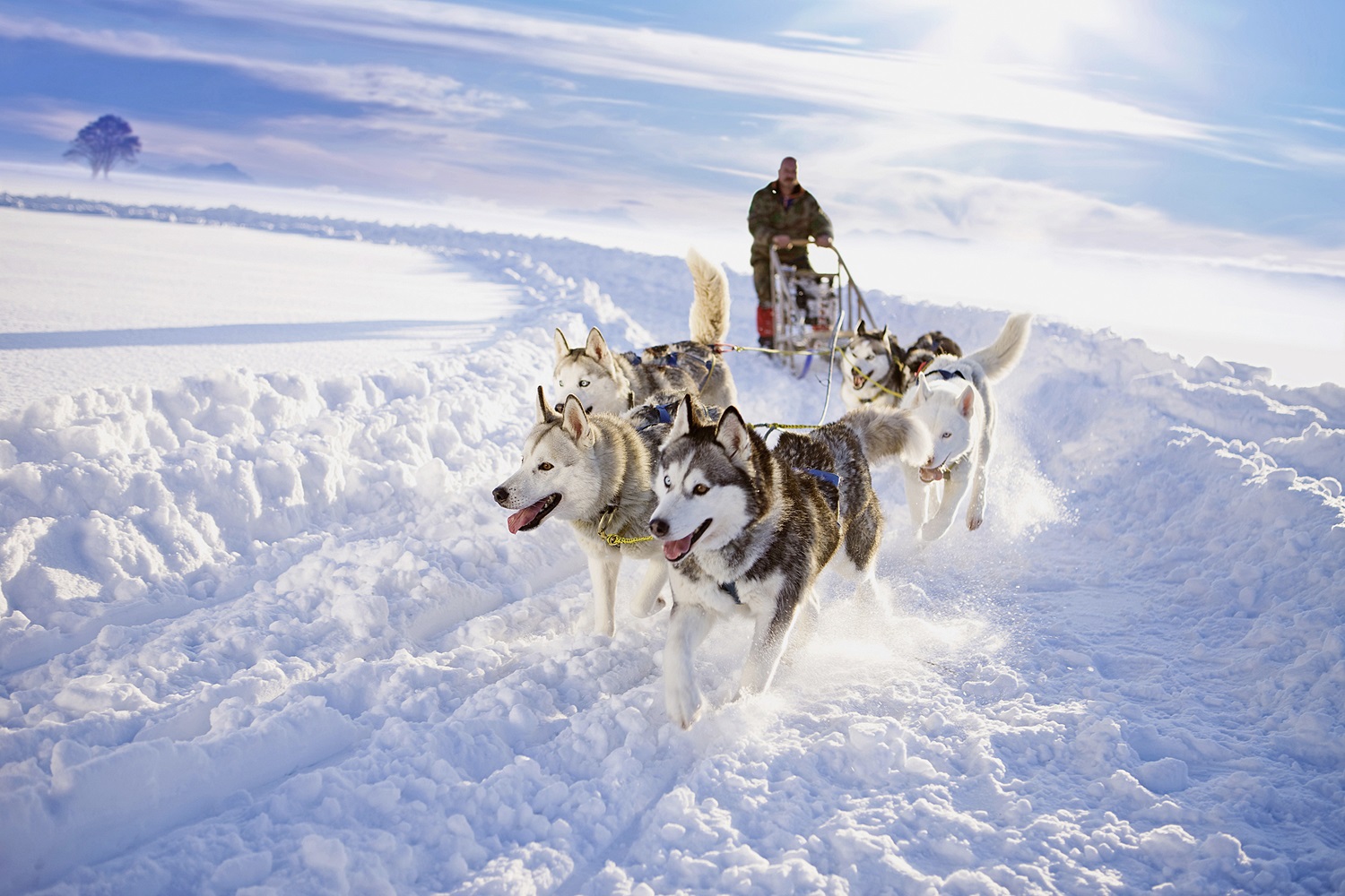 Ein Musher steuert einen Schlitten, der von einem Team aus sechs Siberian Huskys durch tiefen, sonnenbeschienenen Schnee über eine weite Winterlandschaft gezogen wird.